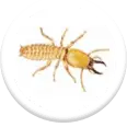 termite pest control services