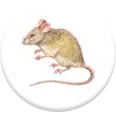 rodent pest control services