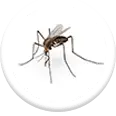 pest control services for mosquitoes