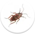 pest control services for cockroaches