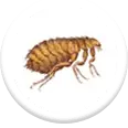 bed bugs pest control services