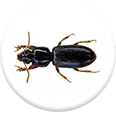 wood borer pest control services